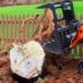 How Does Martha's Vineyard Stump Grinding Improve Your Yard?