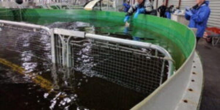 Fish Handling & Aquaculture: Why The Old Methods Are Costing You More Than You Think