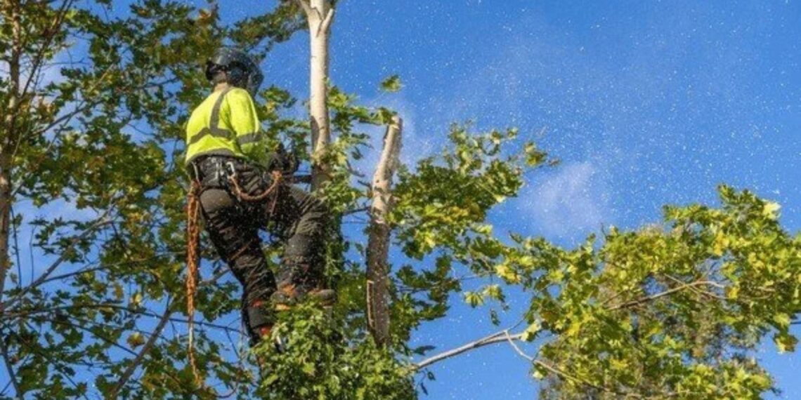 What It Costs To Remove A Risky Tree Near You