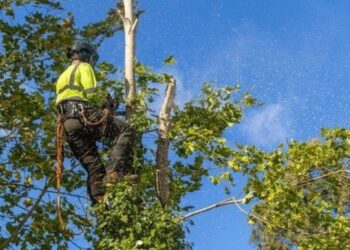 What It Costs To Remove A Risky Tree Near You