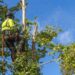 What It Costs To Remove A Risky Tree Near You