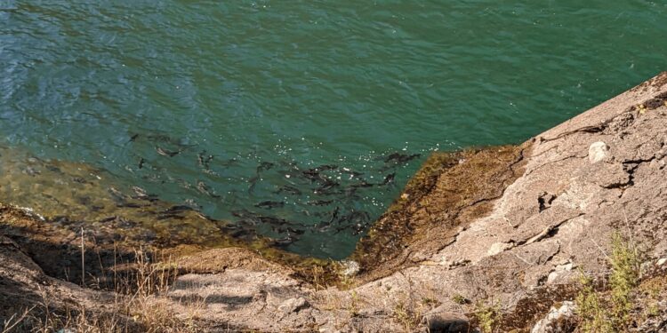 Fish Cannon: What Actually Happens When a Salmon Enters the Tube?